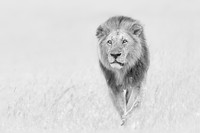 _46T5911BWsRGB
