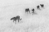 _46T6754R-BW