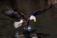 _C4A0660sRGB