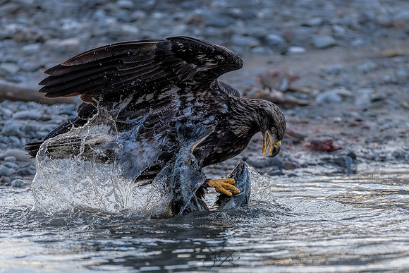 _C4A1357sRGB