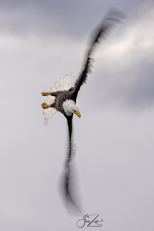 _C4A2154sRGB