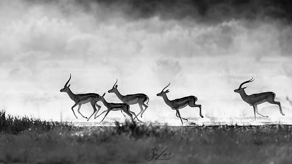 _46T4583BW