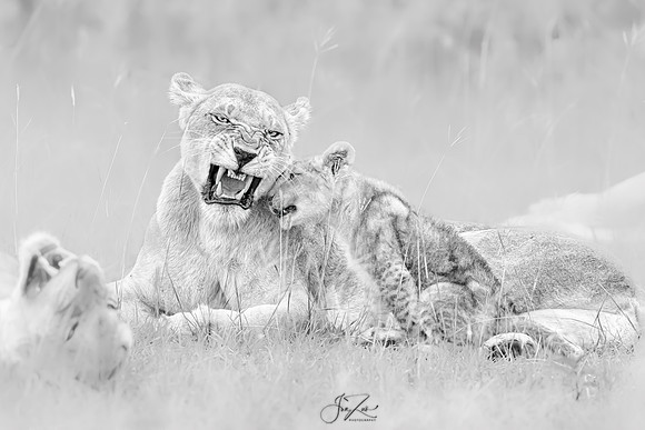 _46T0006BW